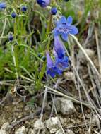 Image of stiffleaf penstemon