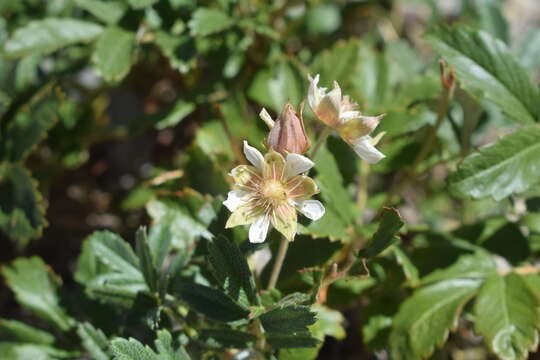 Image of Comarum salesovianum (Stephan) Asch. & Graebn.