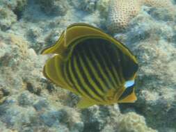 Слика од Chaetodon fasciatus Forsskål 1775