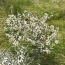 Olearia algida N. A. Wakefield resmi