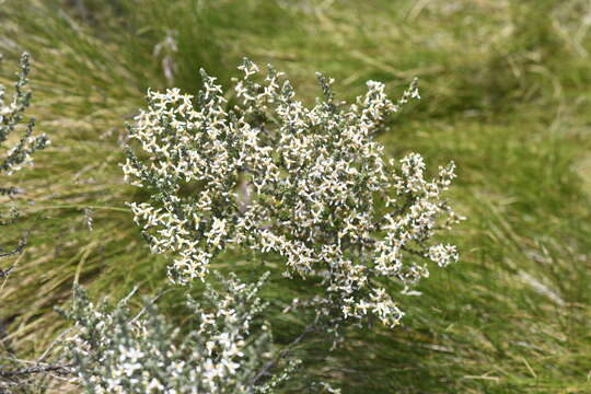 Olearia algida N. A. Wakefield resmi