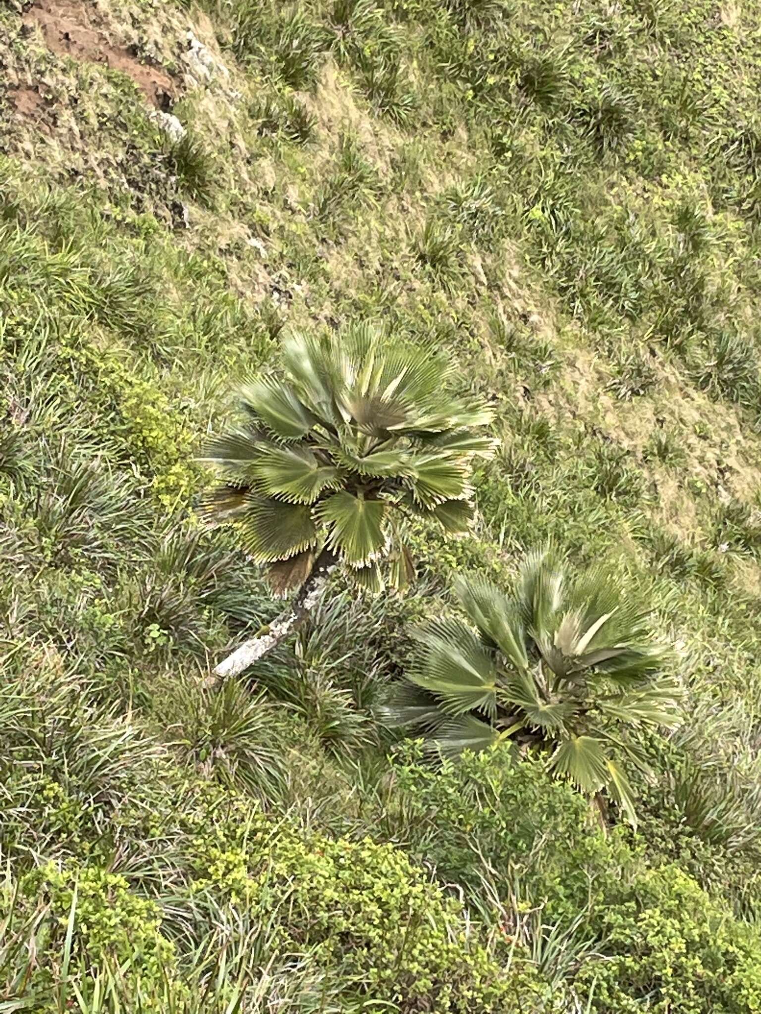 Sivun Pritchardia martii (Gaudich.) H. Wendl. kuva