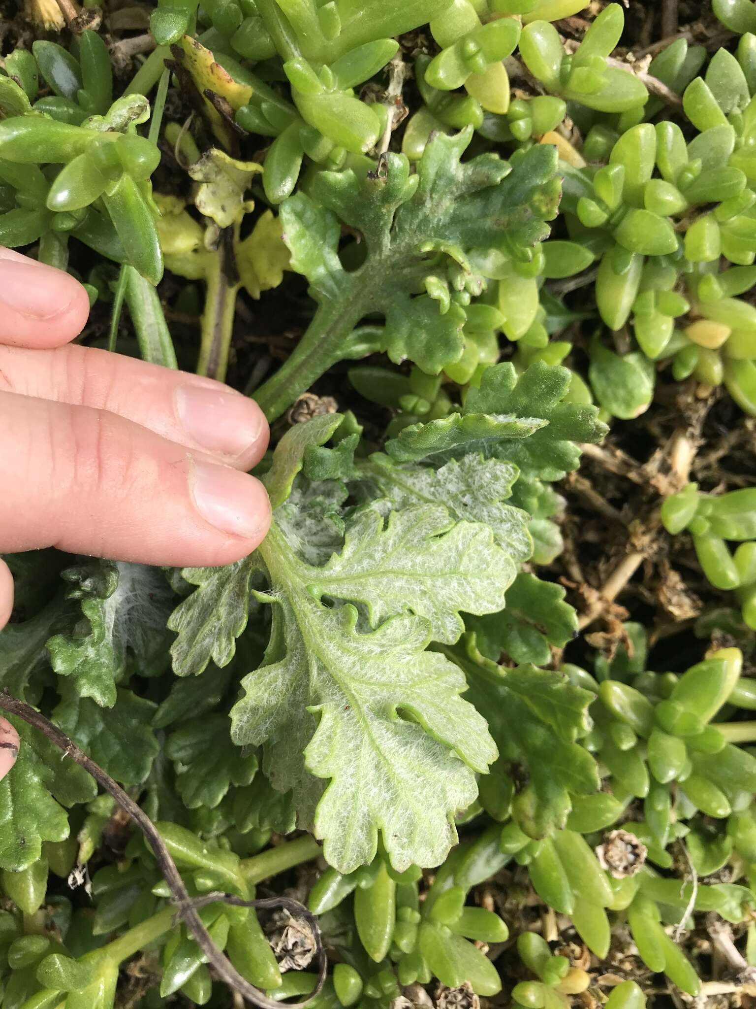 Image of Senecio radiolatus subsp. radiolatus