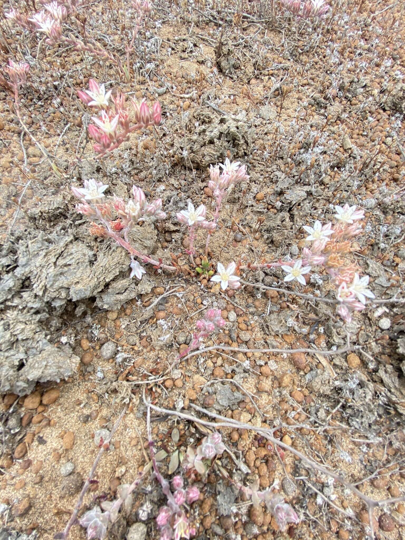 Imagem de Dudleya crassifolia Dodero & M. G. Simpson