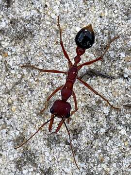 صورة Myrmecia analis Mayr 1862