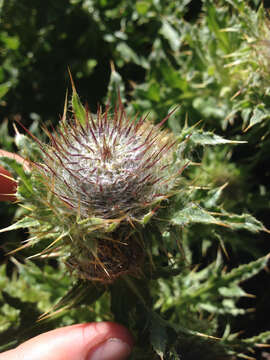 Image of Franciscan thistle