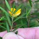 Слика од Pultenaea blakelyi J. Thompson