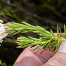 Plancia ëd Gnidia pinifolia L.