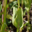 Imagem de Valeriana ciliosa subsp. ciliosa