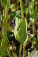 Plancia ëd Valeriana ciliosa (Greene) Byng & Christenh.