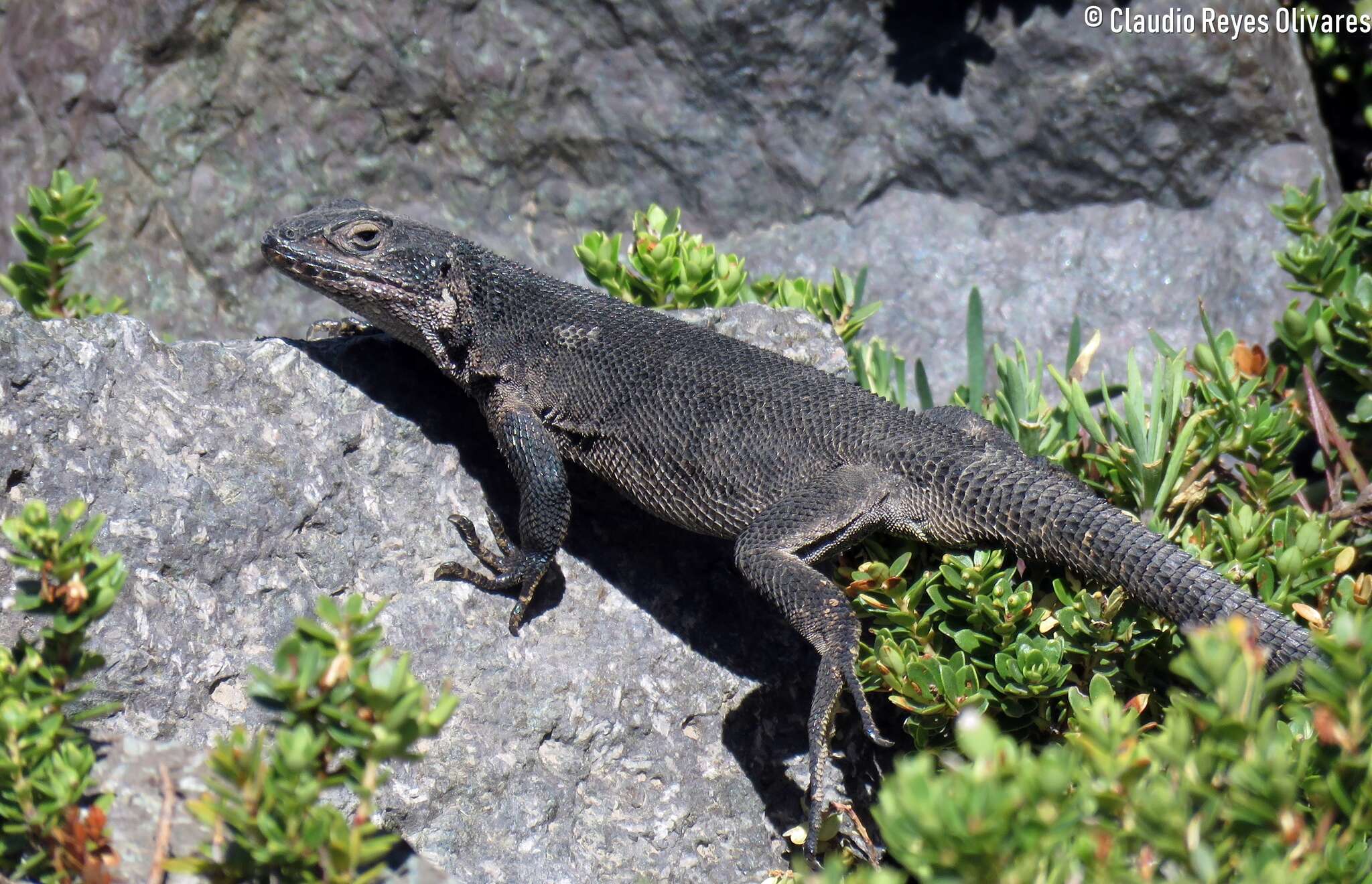 Image de Liolaemus curis Núñez & Labra 1985