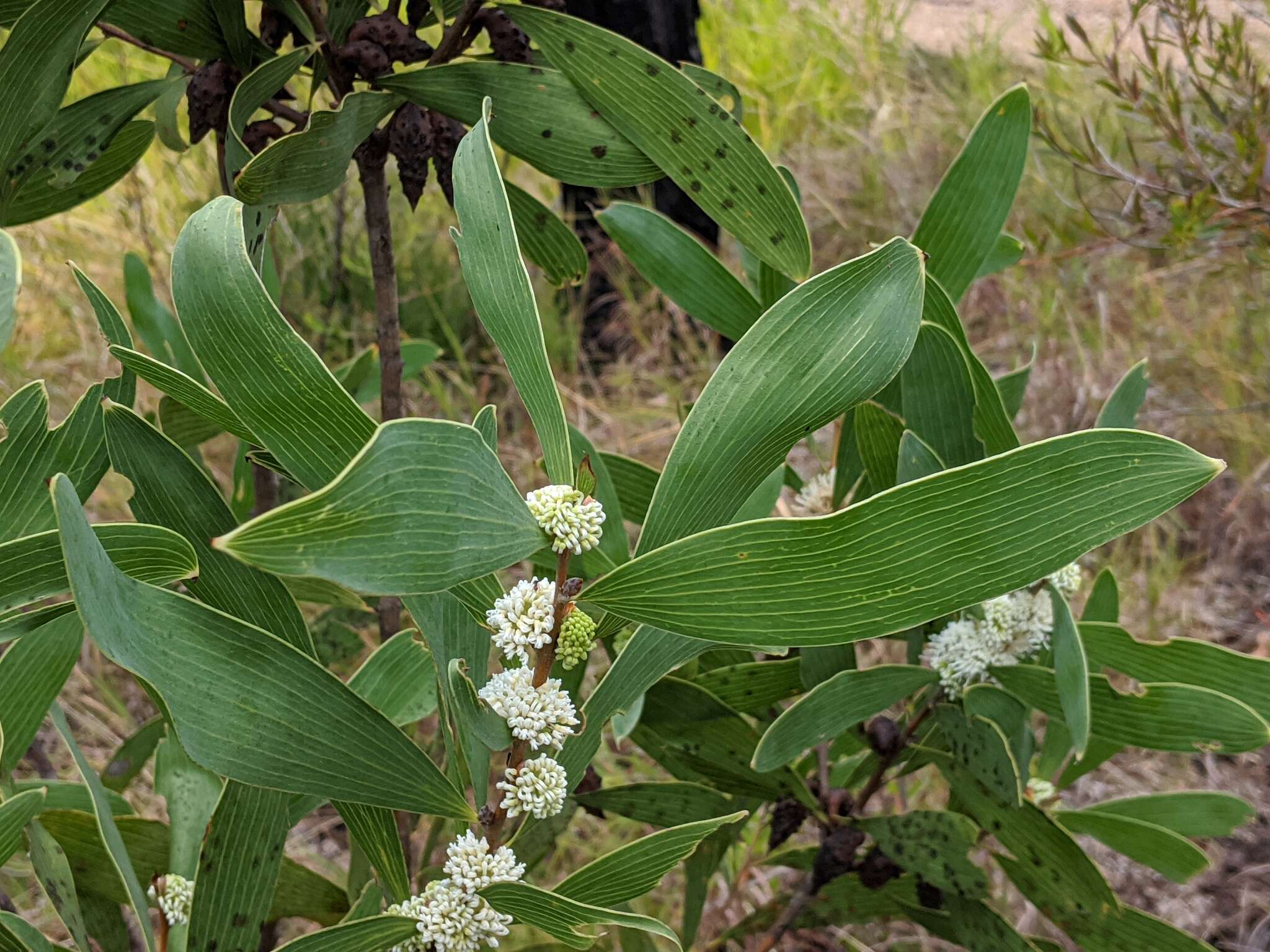 Image of Hakea benthamii I. M. Turner