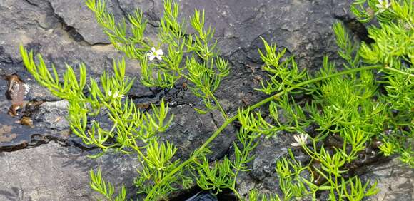 Image of Asparagus ramosissimus Baker