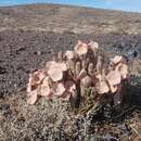 صورة Ceropegia gordonii (Masson) Bruyns