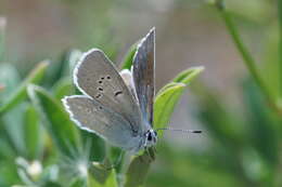 Image of Icaricia icarioides blackmorei