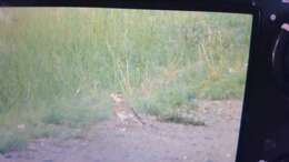 Image of Mongolian Lark