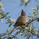 Image of Tufted Tit-Spinetail