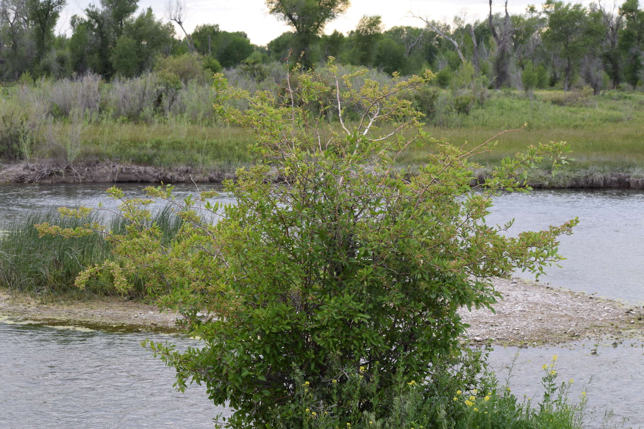 Image of river hawthorn