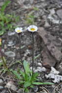 Image of Erigeron eriocalyx (Ledeb.) Vierhapper