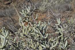 Imagem de Stoeberia frutescens (L. Bol.) E. van Jaarsveld