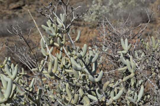 Imagem de Stoeberia frutescens (L. Bol.) E. van Jaarsveld