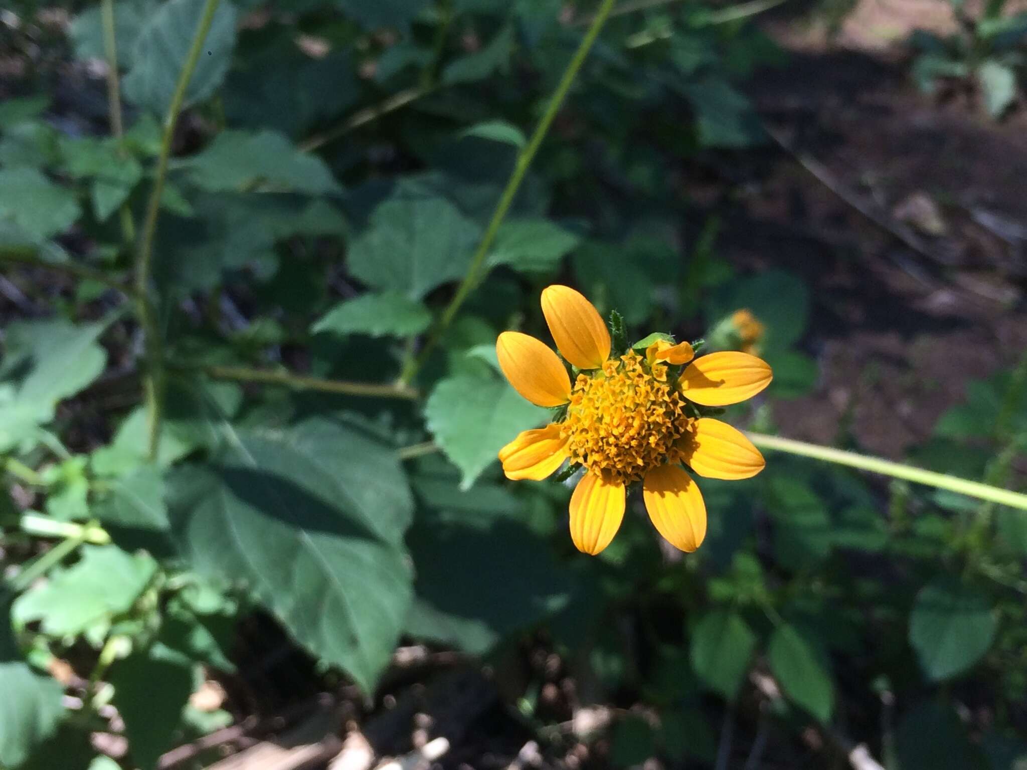 صورة Tithonia thurberi A. Gray