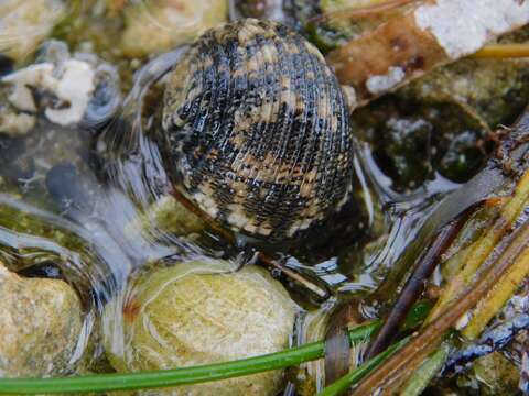 Image of Antillean nerite