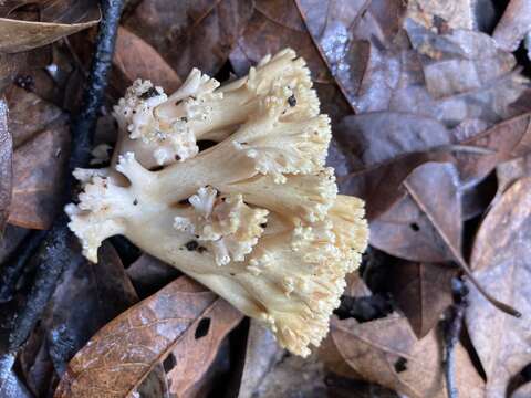 Ramaria flava (Schaeff.) Quél. 1888 resmi