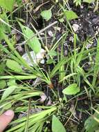 Image of Tennessee yelloweyed grass