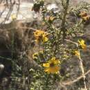 Image of Tecate tarweed