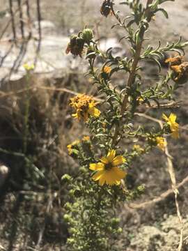 Imagem de Deinandra floribunda (A. Gray) Davidson & Moxley