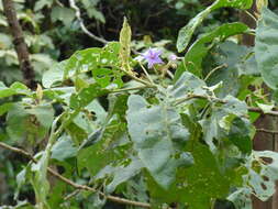 Image of Solanum sycophanta Dun.