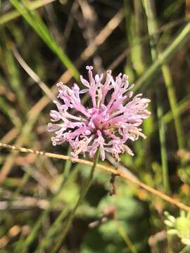 Image of grassleaf Barbara's buttons