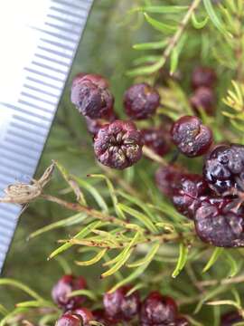 Image of Coriaria plumosa W. R. B. Oliv.