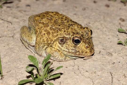 Image of New Holland Frog