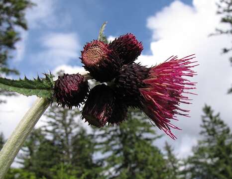 Image of Cirsium greimleri