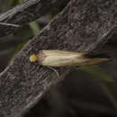 Image of Edosa ochranthes (Meyrick 1893)