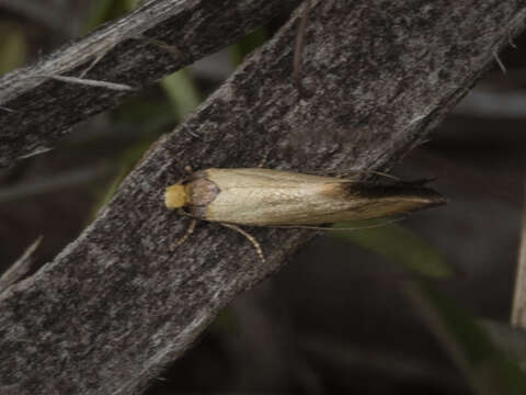 Image of Edosa ochranthes (Meyrick 1893)