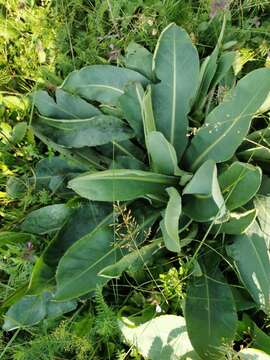 صورة Carduus defloratus subsp. glaucus (Baumg.) Nym.