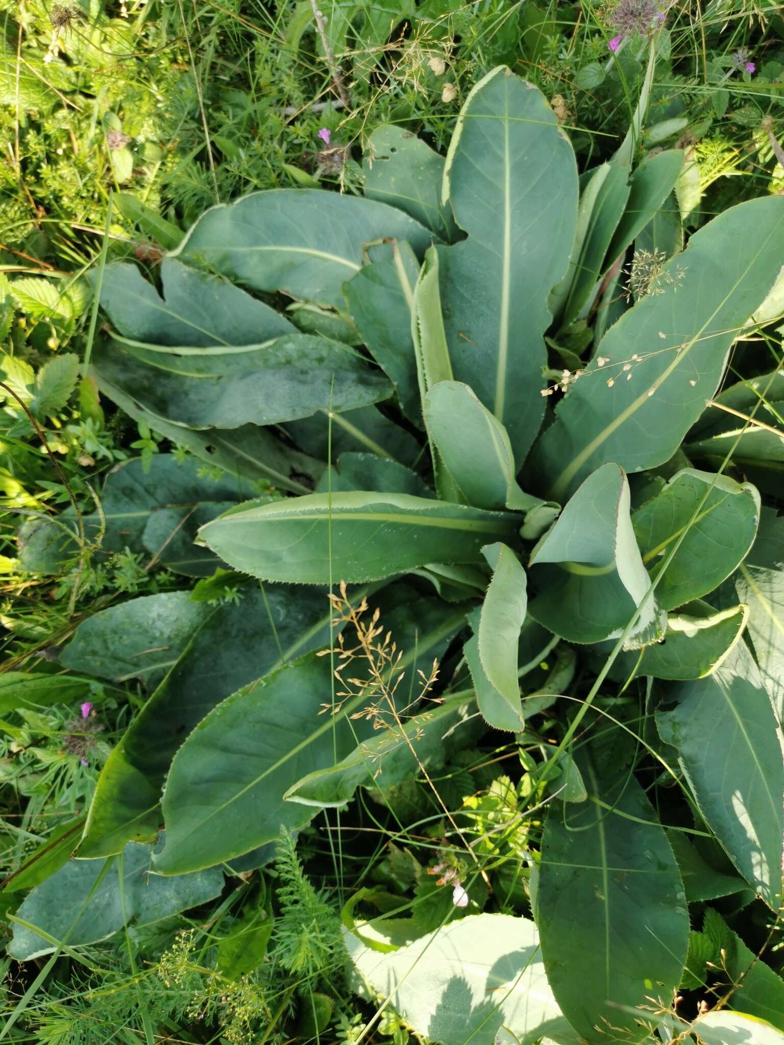 Imagem de Carduus defloratus subsp. glaucus (Baumg.) Nym.