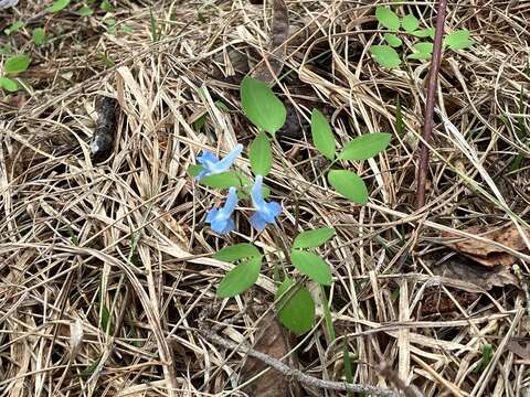 Image of Corydalis fumariifolia subsp. azurea Lidén & H. Zetterlund