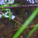 Image of Betsileo Madagascar Frog