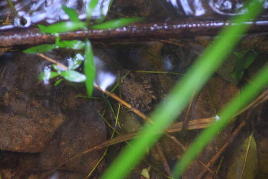 Image of Betsileo Madagascar Frog