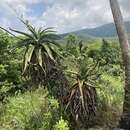 Image of Graskop Aloe