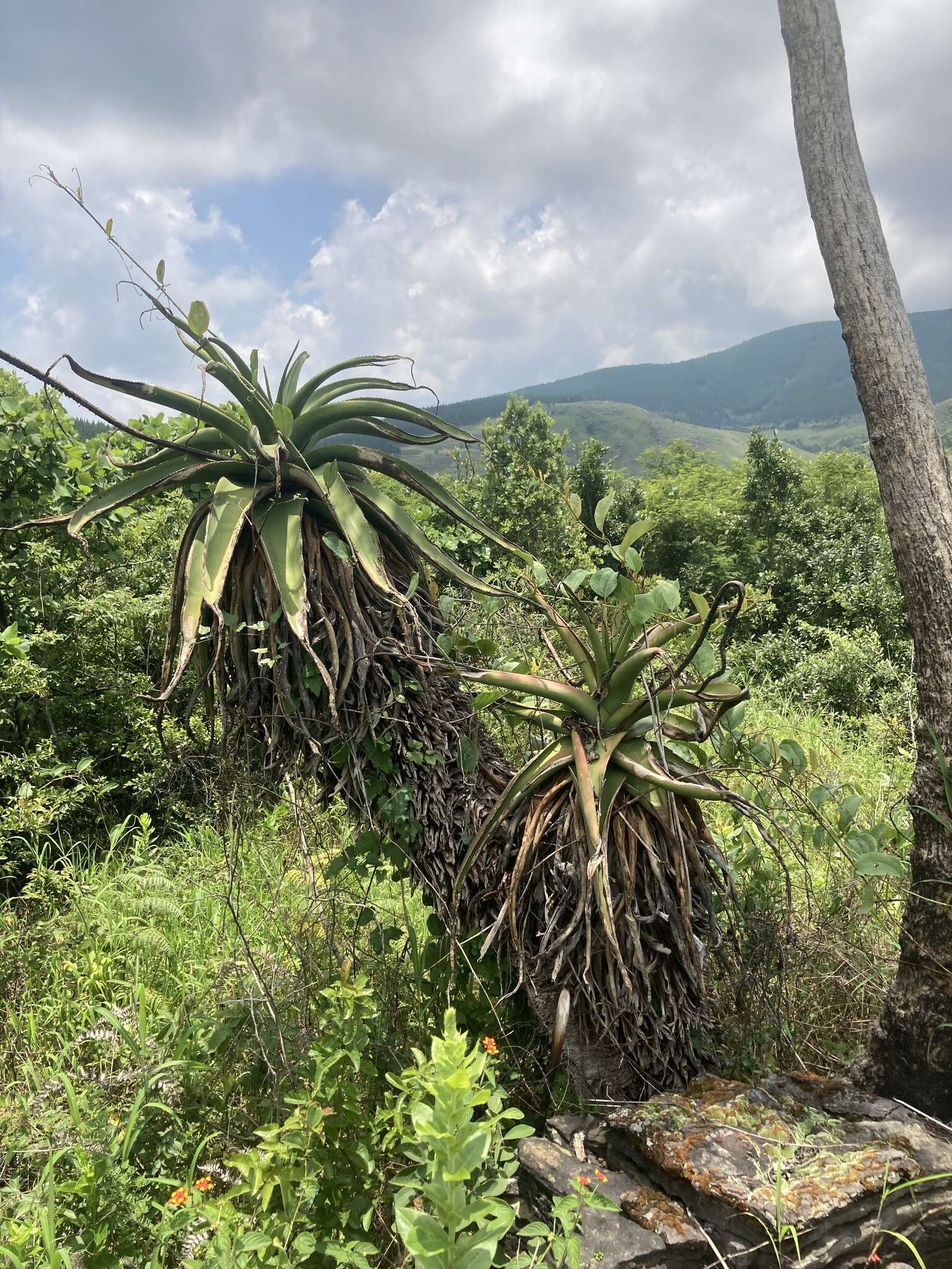 Image of Graskop Aloe