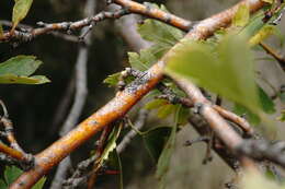 Image of Crataegus karadaghensis Pojark.