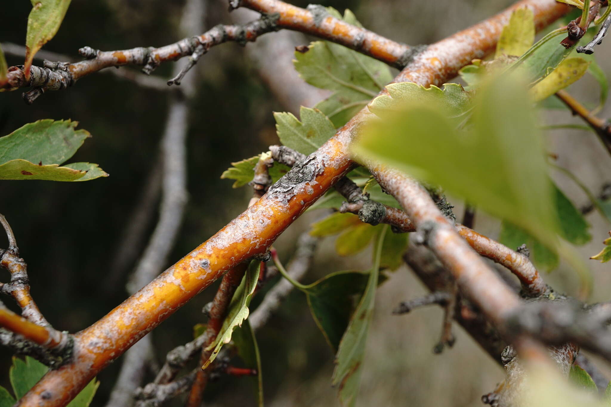 Image of Crataegus karadaghensis Pojark.