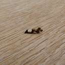 Image of Wool Moth