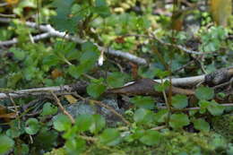 Image of Epilobium pedunculare A. Cunn.