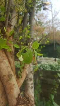 Erythroxylum zambesiacum N. Robson的圖片